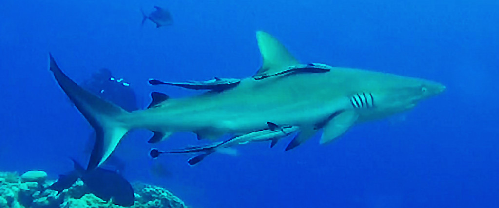 Reef Shark, Coral Sea, Australia - Taken by Diann Corbett, 09/2015.