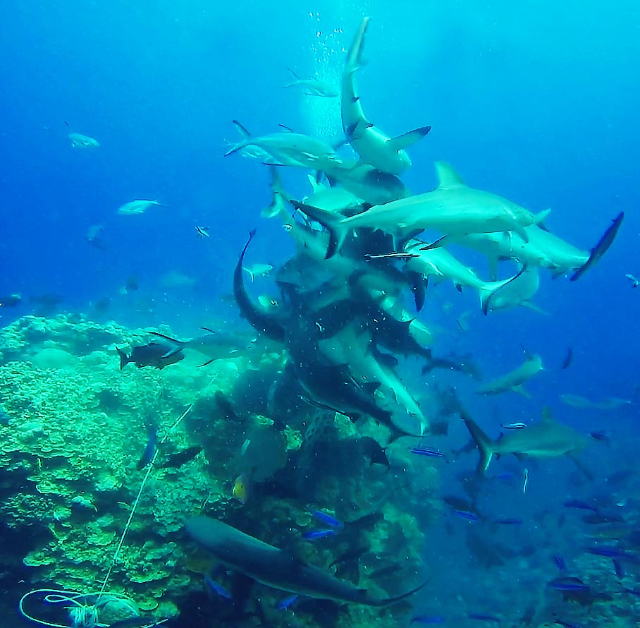 Shark Feeding Frenzy, Coral Sea, Australia - Taken by Diann Corbett, 09/2015.