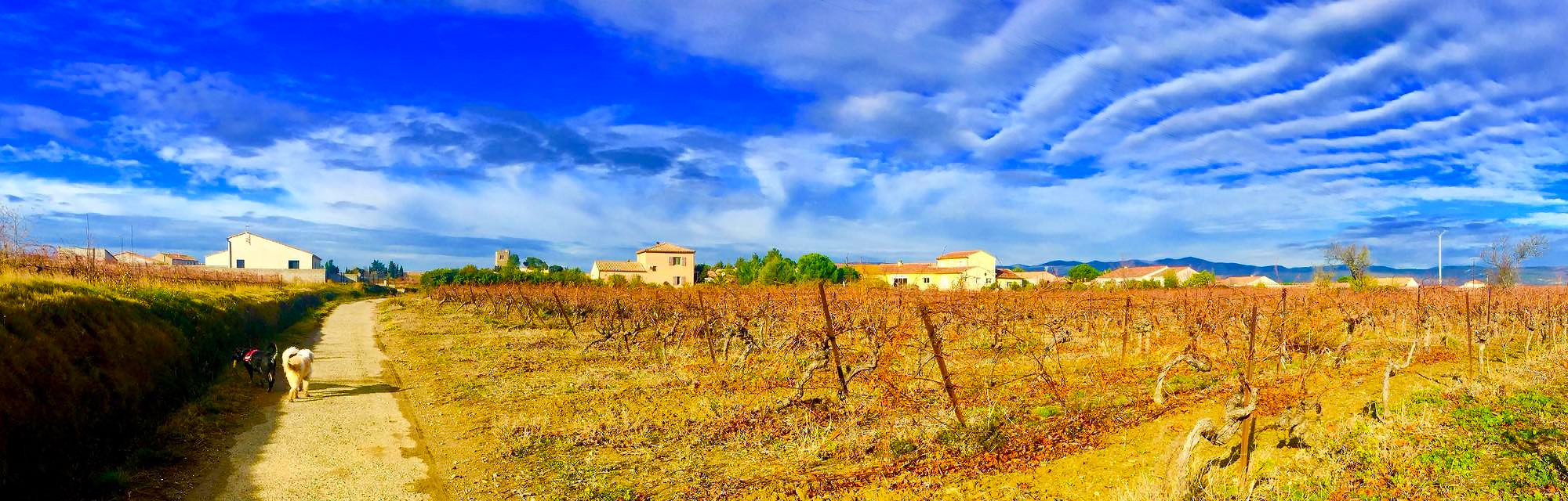Vineyard in Languedoc, France