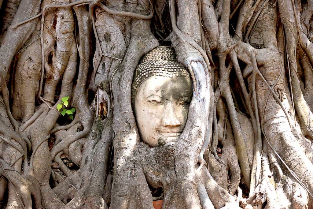 A Buddha head surrounded by a tree at Ayutthaya Historical Park, Thailand.