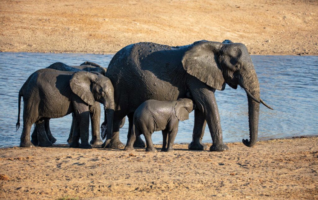 An elephant family at the watering hole in Kruger National Park, South Africa