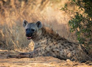 Hyena in Kruger National Park, South Afric