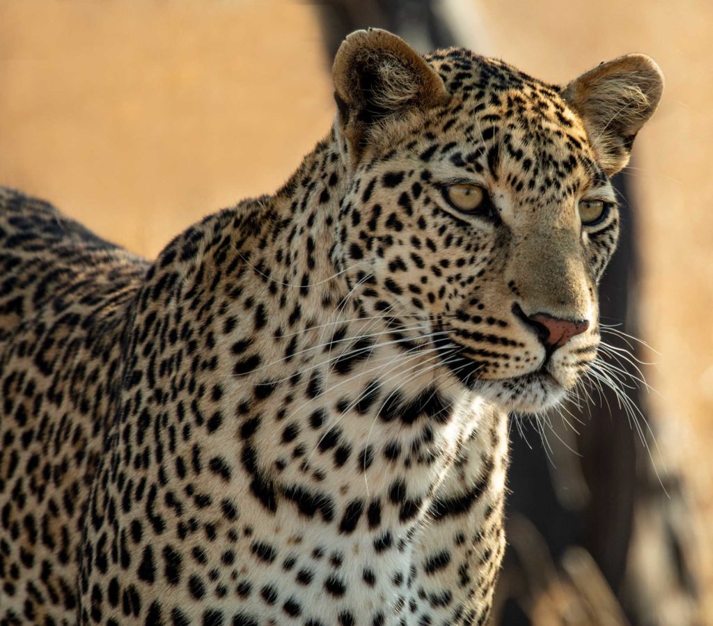 Male leopard hunts at midday in Kruger National Park, South Africa